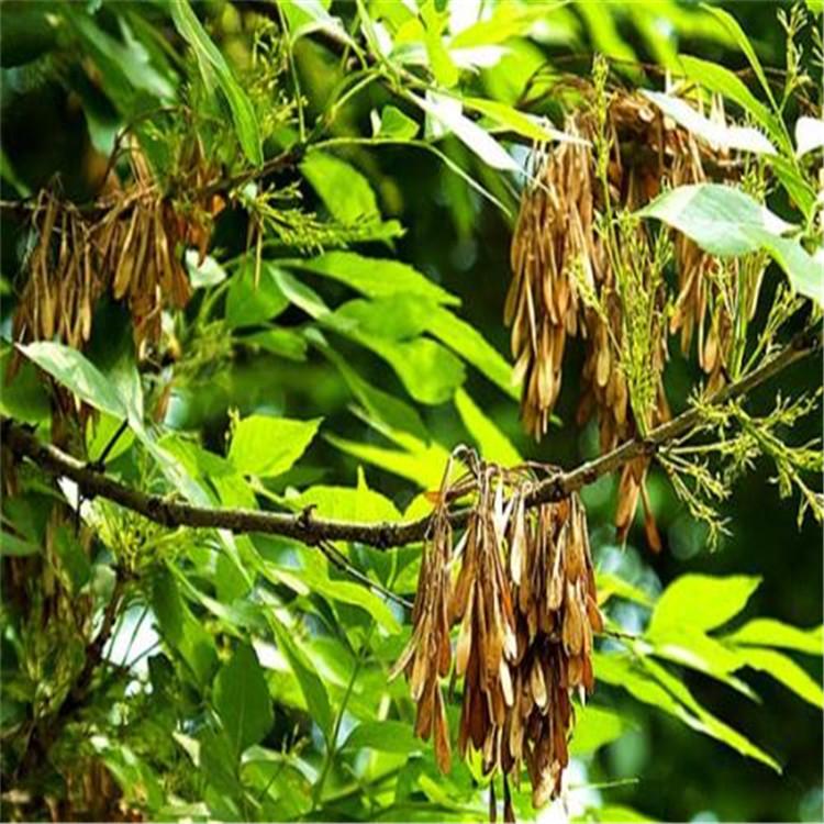 厂家批发直销平头白蜡树 老式白蜡速生白蜡价格不高