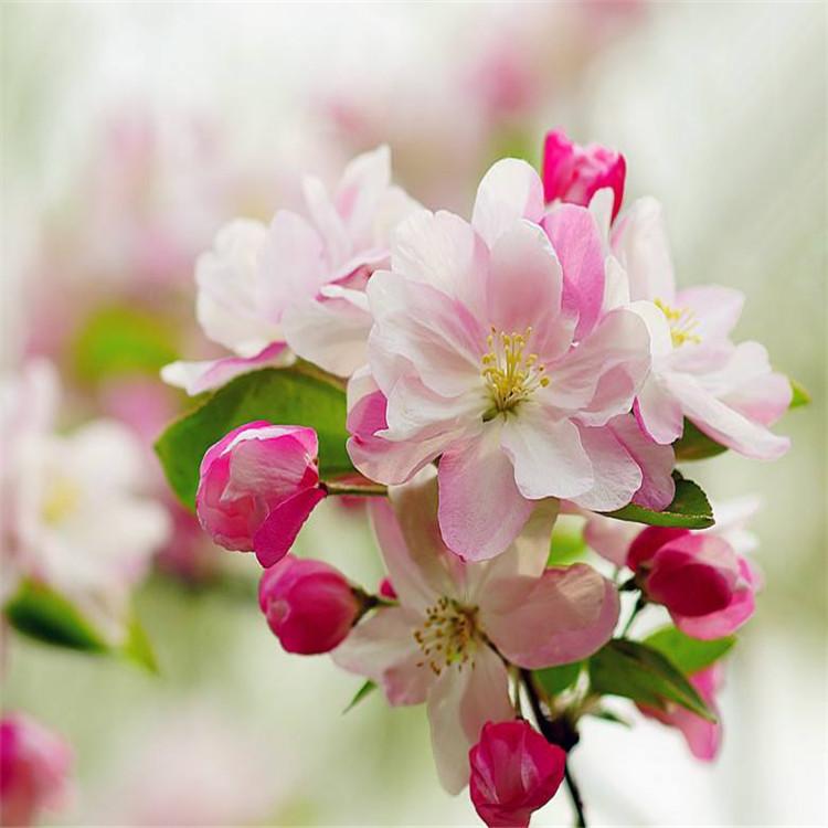 西府海棠  庭园绿化苗木 优质西府海棠树苗批发