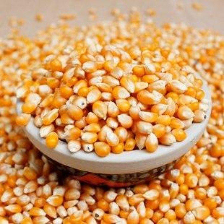 电影院爆裂玉米 球形爆米花专用玉米 低价销售商用专用电影院KTV