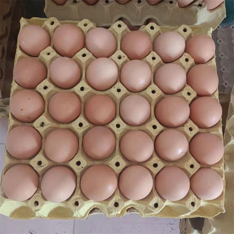 再生鸡蛋托  纸浆鸡蛋托盘透气款 普通鸡蛋托