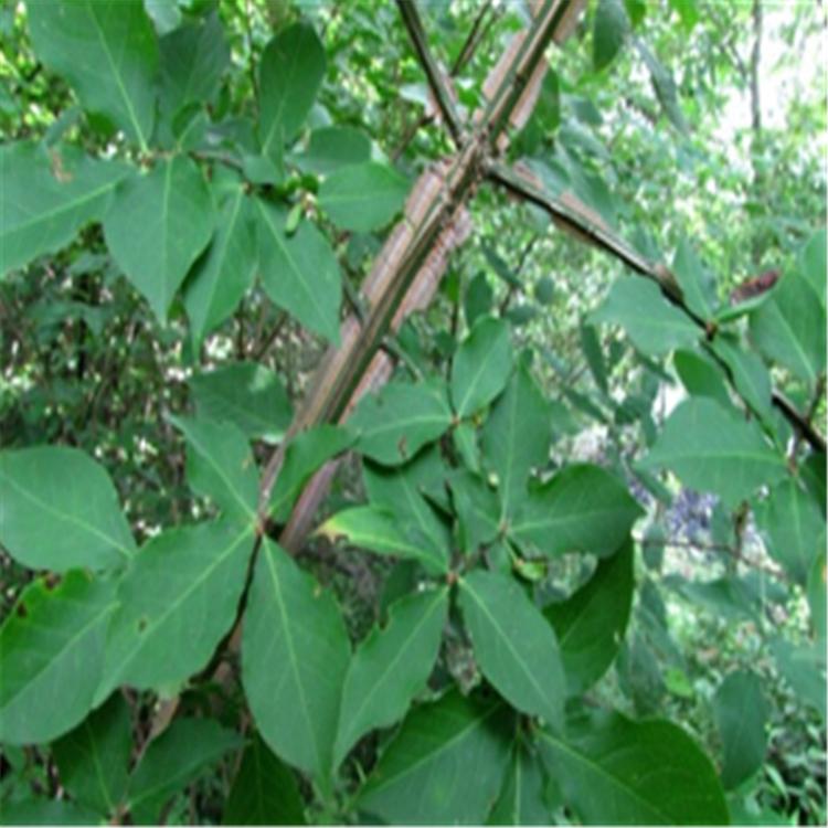 胶东卫矛 常绿乔木 胶东卫矛小苗杯苗工程苗