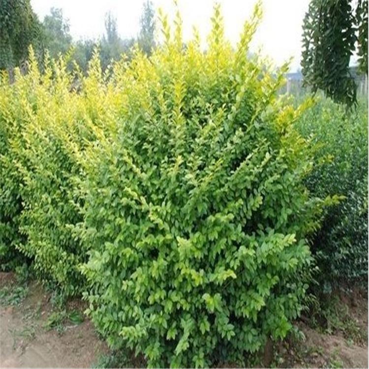 基地直销卫矛 卫矛球 庭院绿篱植物 工程绿化规格齐全 量大价优