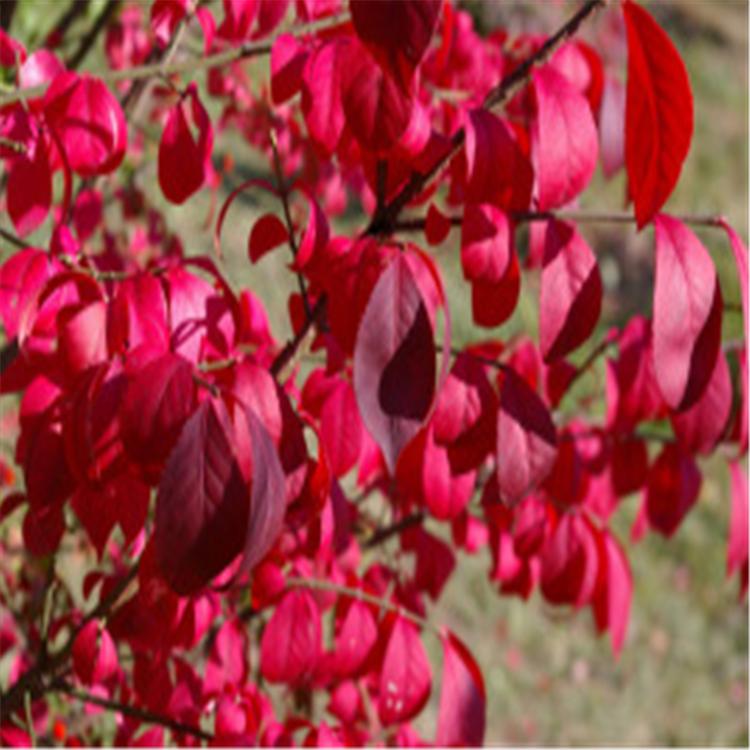 卫矛优质卫矛批发河北正宗卫矛厂家精品卫矛球