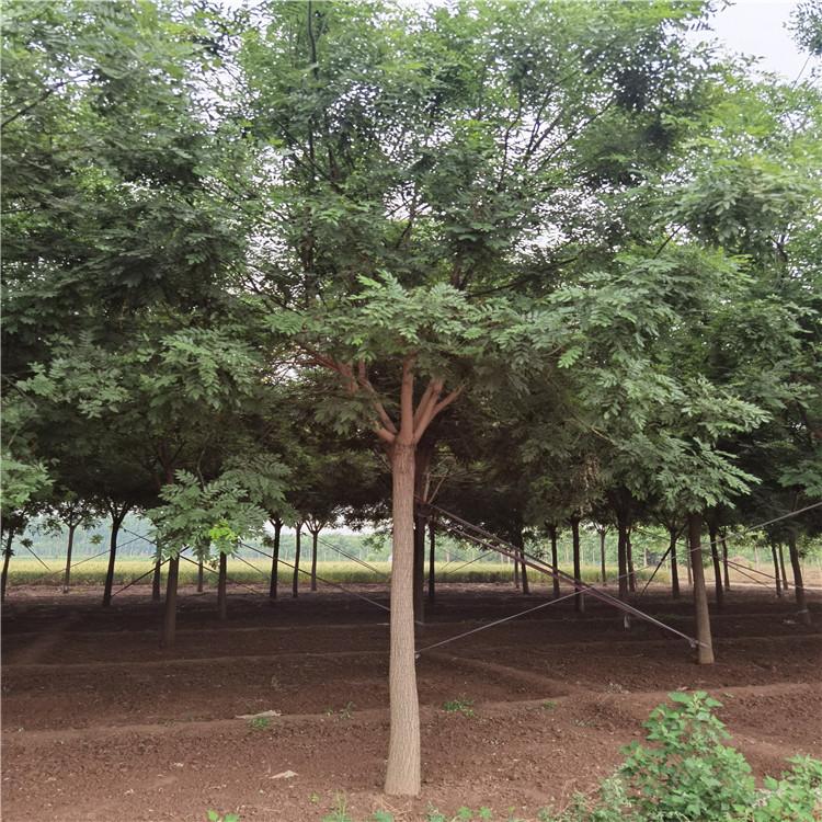 20公分国槐厂家直销 价格便宜 成活率高