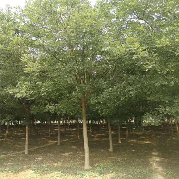 金叶国槐 8公分根系深国槐 批发销售速生树国槐 