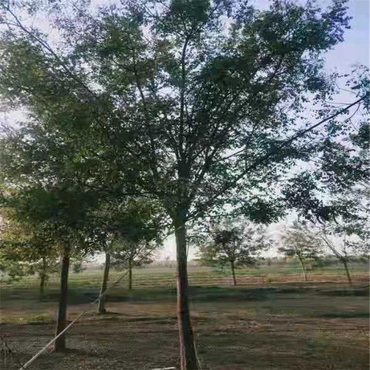 国槐 国槐批发 国槐种植基地 