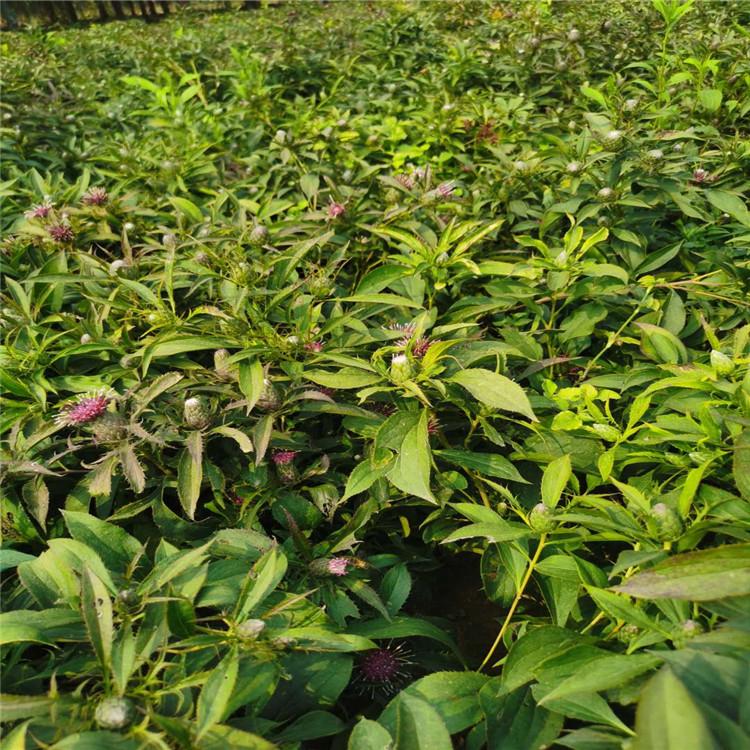 批发大白术种子 烁隆 中药材白术种子 长期供应 白术芽