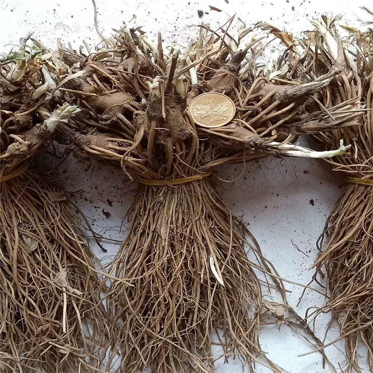 苍术种子 烁隆 北苍术种苗 基地销售 苍术种子中药材种植