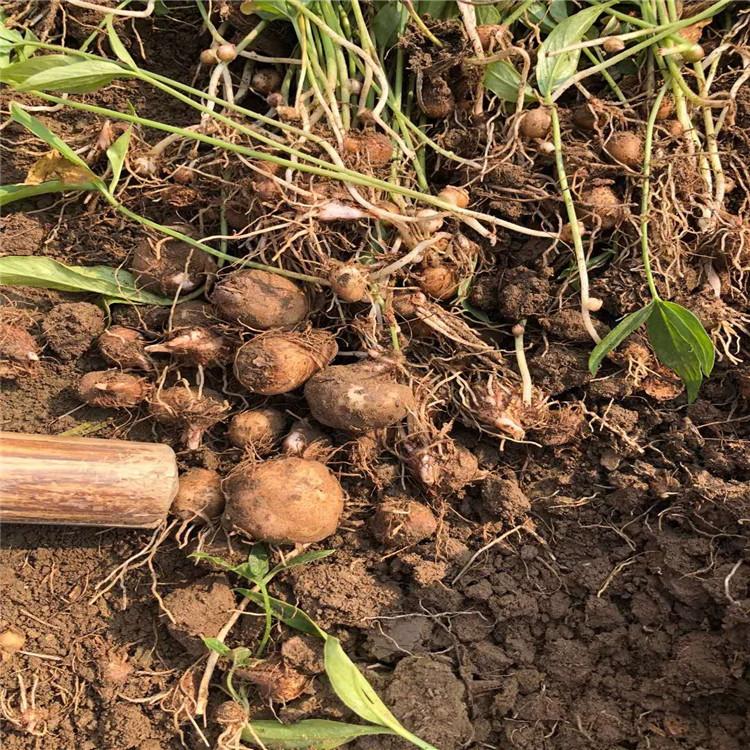 旱半夏种子一斤 烁隆 旱半夏种子种植技术 基地供应 旱半夏播种时间
