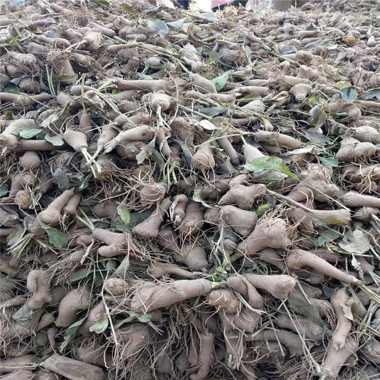 批发大白术种子 烁隆 中药材白术种子 长期供应 白术芽