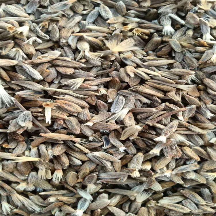 批发大白术种子 烁隆 中药材白术种子 长期供应 白术芽