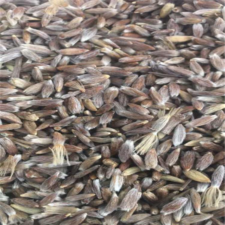 苍术种子 烁隆 北苍术种苗 基地销售 苍术种子中药材种植