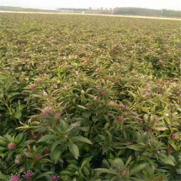 批发白术种苗 烁隆 白术种苗种子 基地直供 直销白术种子