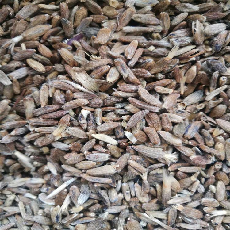 白术种子批发 烁隆 中药白术种子 长期供应 白术苗种植