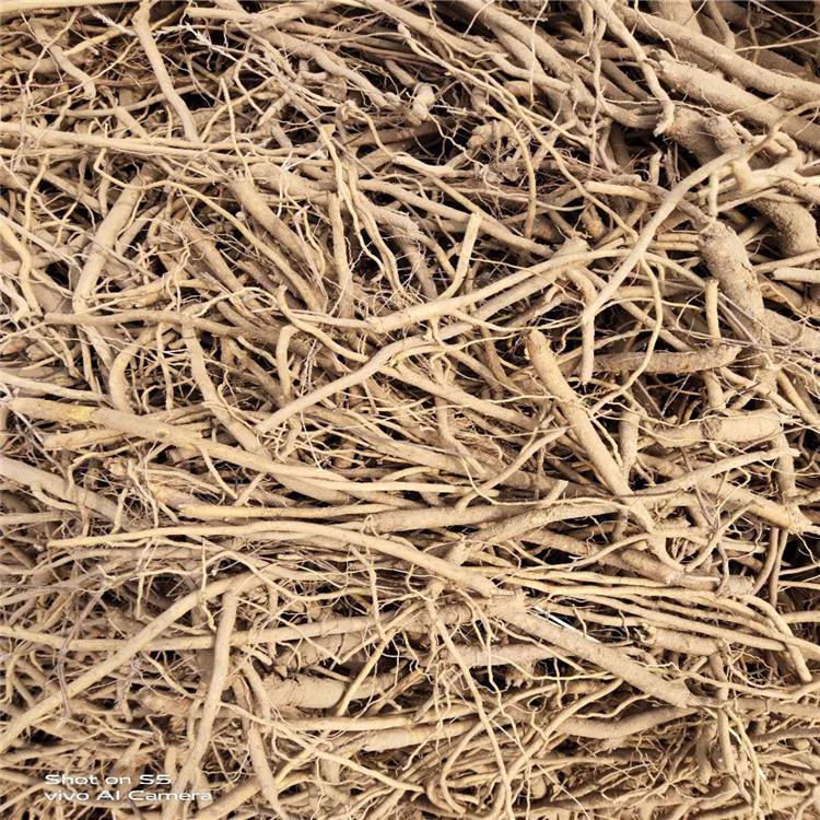 黄芩新种子价格 烁隆 药材黄芩种子 基地供应 卖黄芩种子