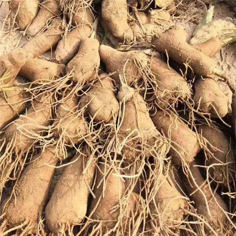 白术种子批发 烁隆 中药白术种子 长期供应 白术苗种植