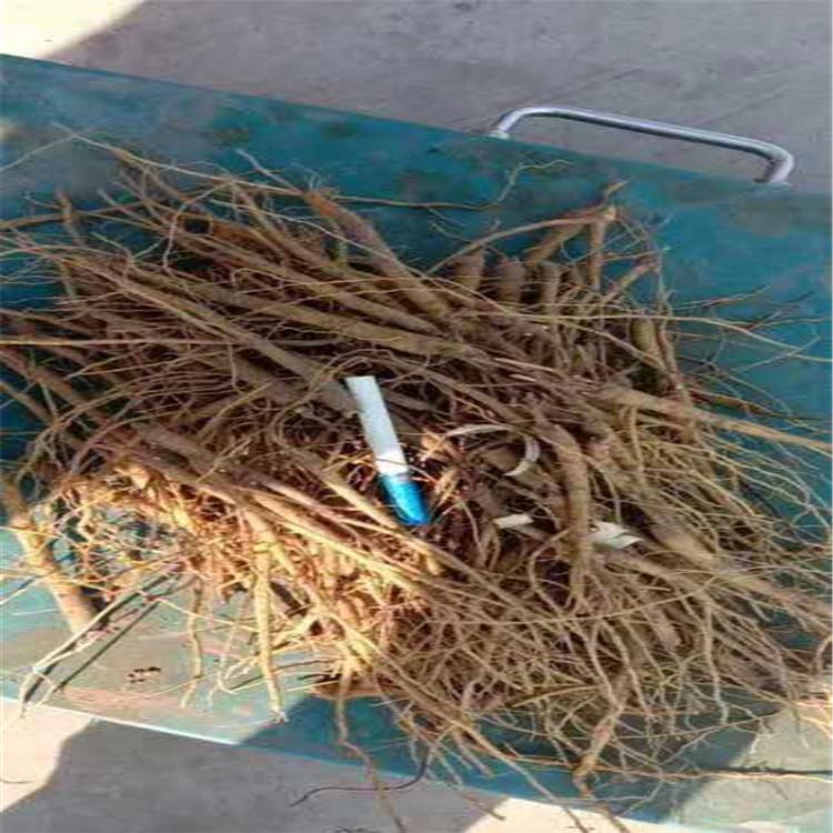 黄芩新种子价格 烁隆 药材黄芩种子 基地供应 卖黄芩种子