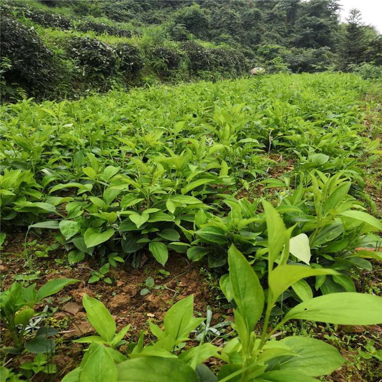 白术种子批发 烁隆 中药白术种子 长期供应 白术苗种植