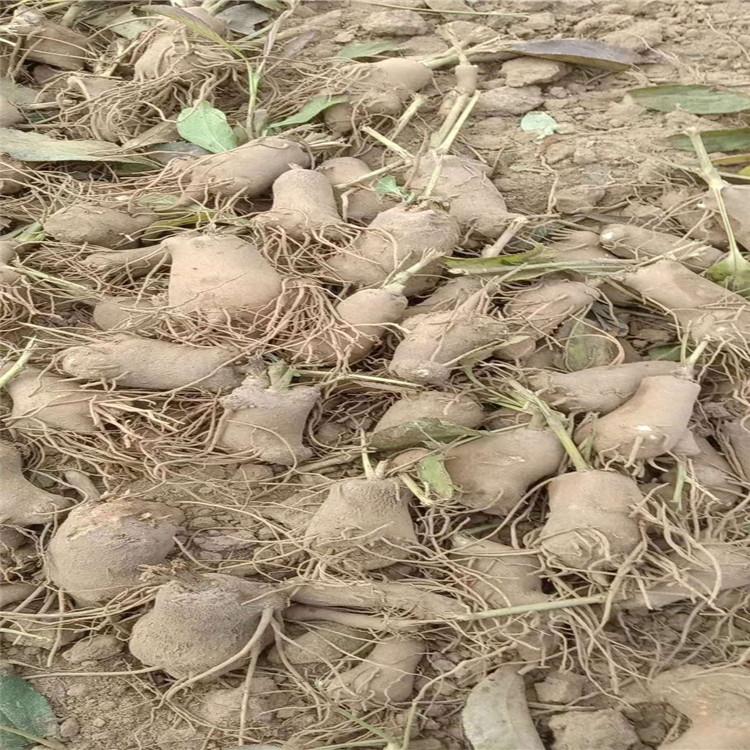 批发白术种苗 烁隆 白术种苗种子 基地直供 直销白术种子