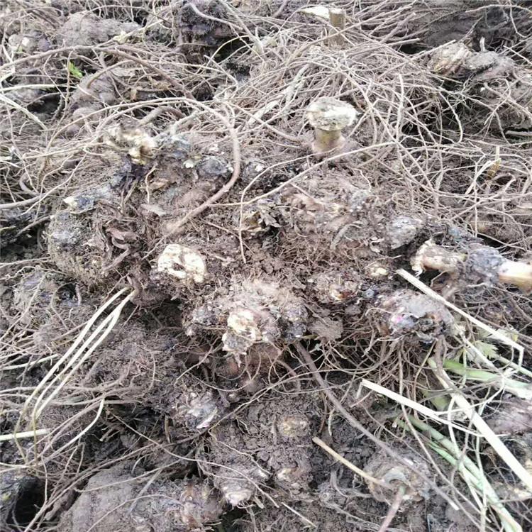 苍术种子 烁隆 北苍术种苗 基地销售 苍术种子中药材种植