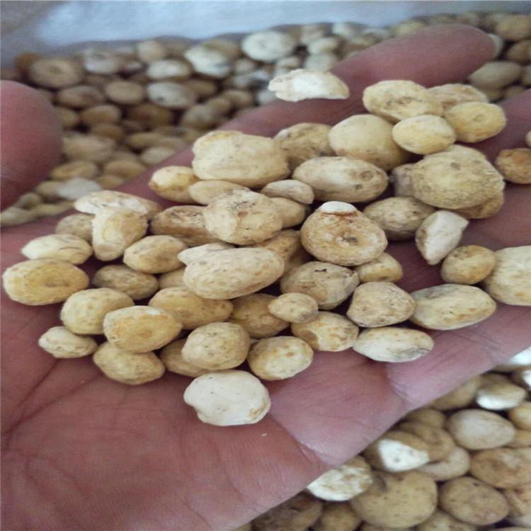 旱半夏种子一斤 烁隆 旱半夏种子种植技术 基地供应 旱半夏播种时间