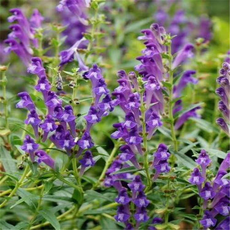 销售黄芩种子 烁隆 黄芩药材种子包发芽 基地出售 卖黄芩种子