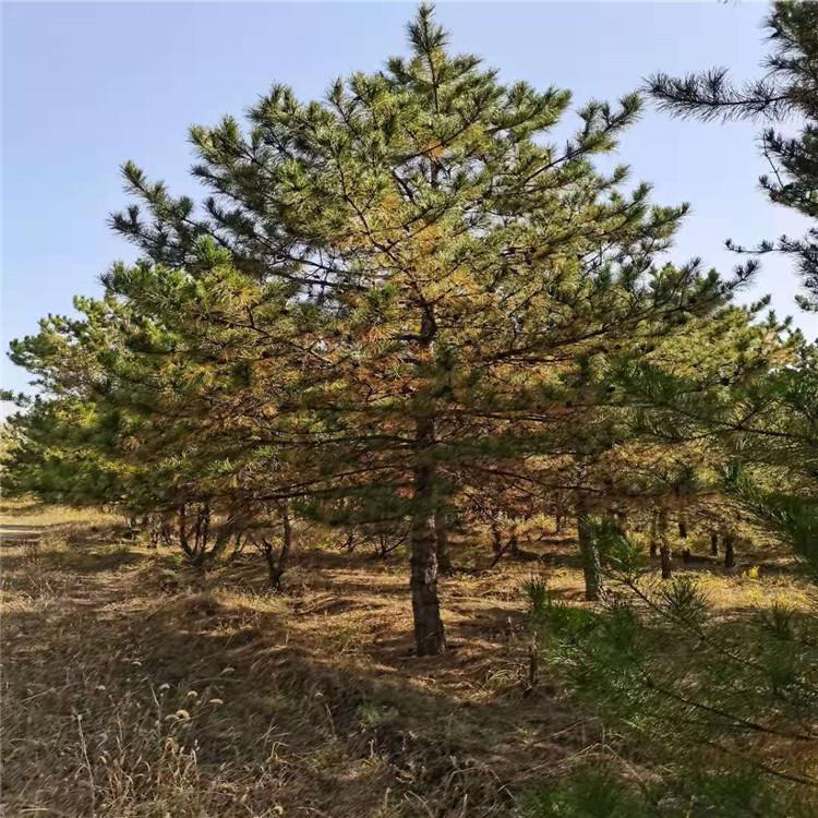 张家口油松厂家直销 量大从优
