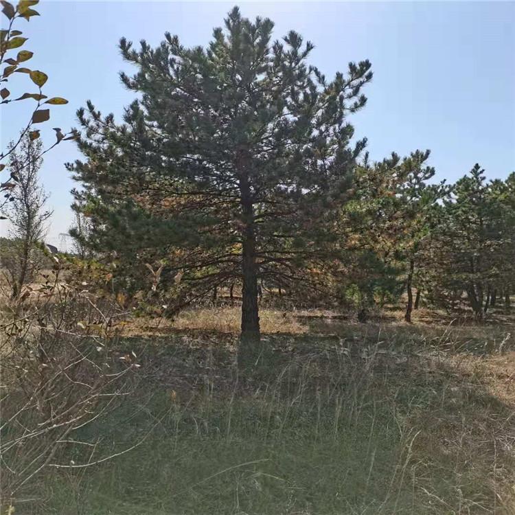 张家口盛茂油松苗木厂家 规格齐全