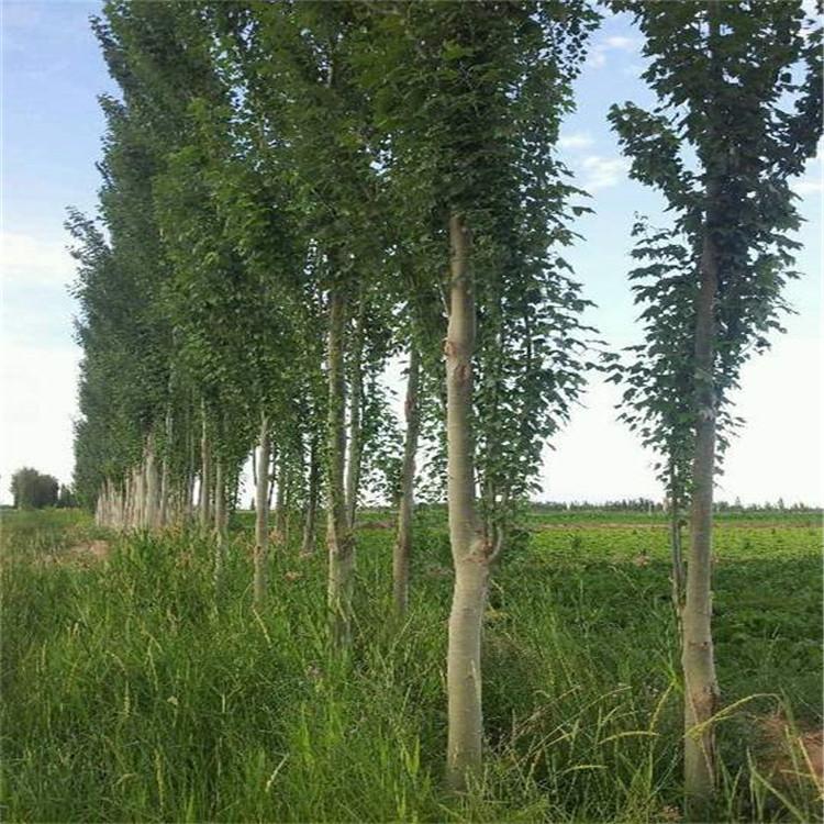 张家口盛茂新疆杨现货供应