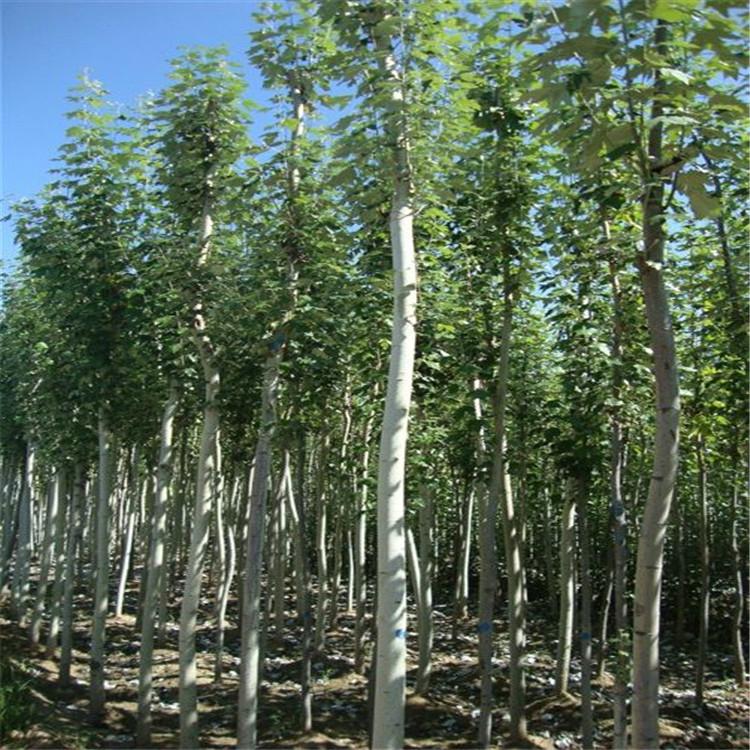 5公分新疆杨 8公分新疆杨 6公分新疆杨 河北新疆杨基地