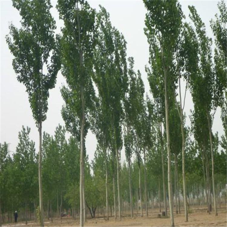 新疆杨价格 新疆直销批发 公分新疆杨直销