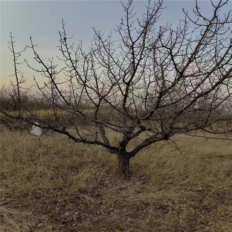 张家口盛茂山杏树树苗直销 现货供应