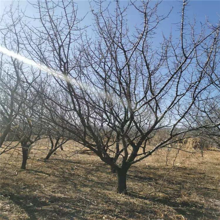 山杏树直销