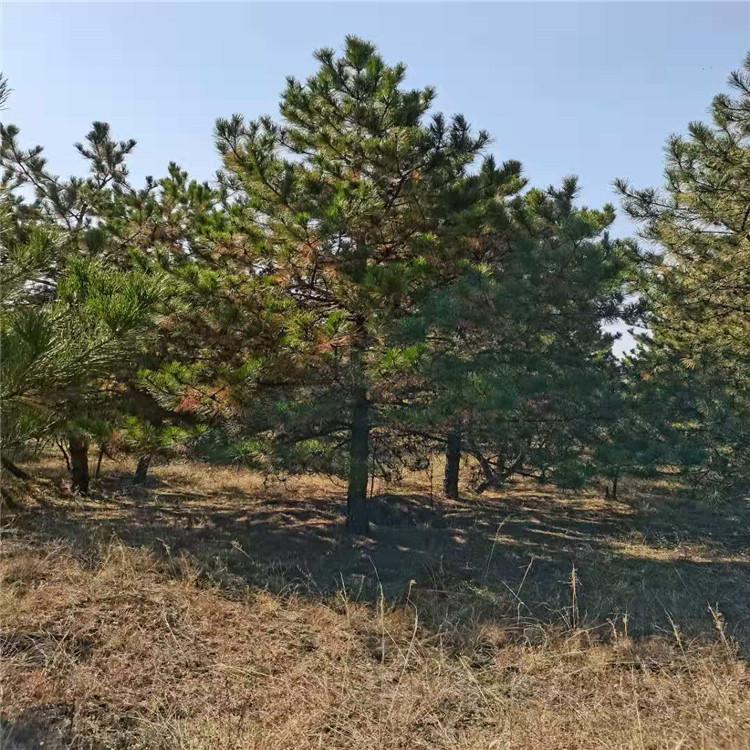 油松树苗厂家 现货供应