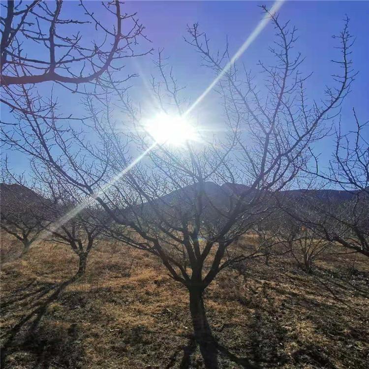 山杏树直销 现货供应