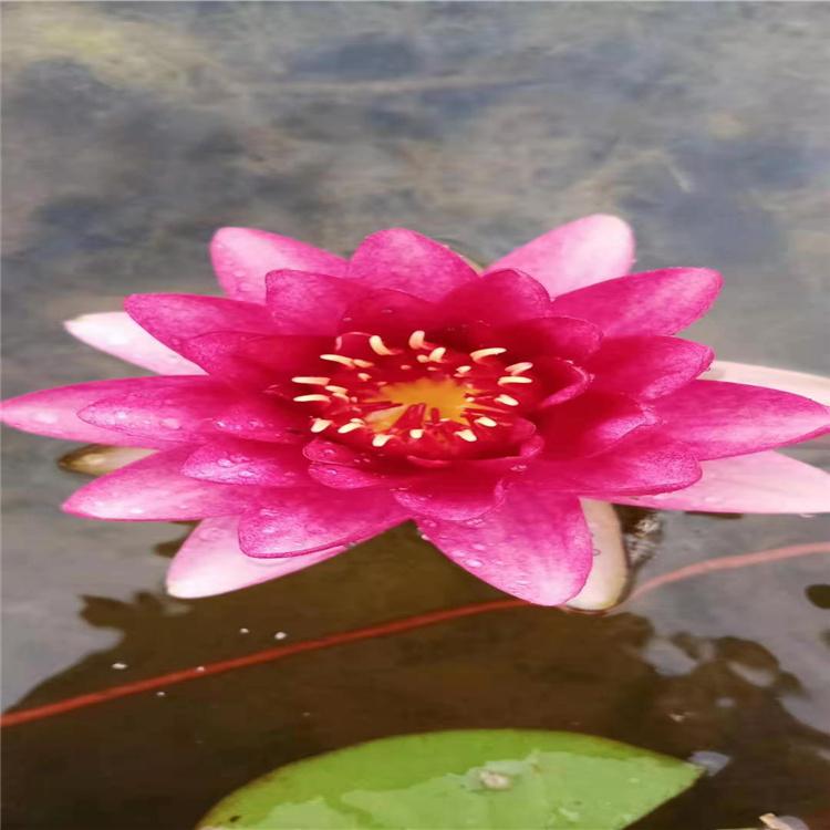 睡莲苗 大量供应优质睡莲 耐寒睡莲 睡莲苗 耐寒睡莲基地