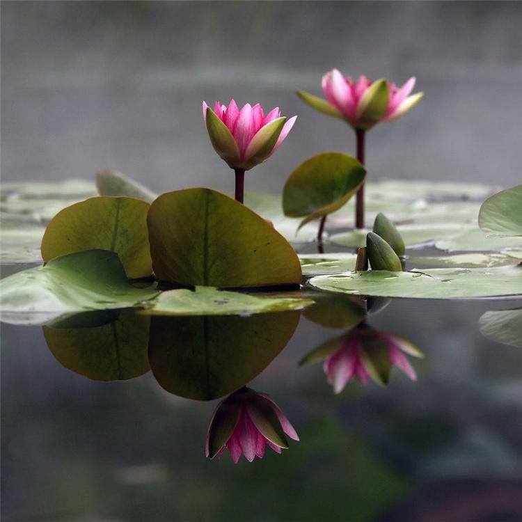 供应耐寒睡莲苗 耐寒睡莲种苗 基地直供