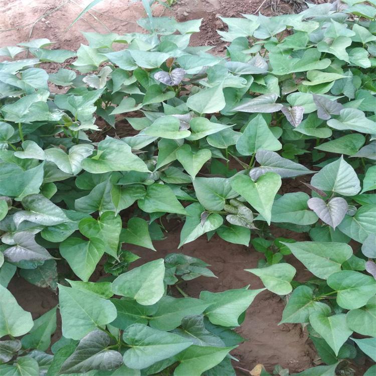 红薯苗批发 红薯苗基地 地瓜苗红薯苗厂家批发