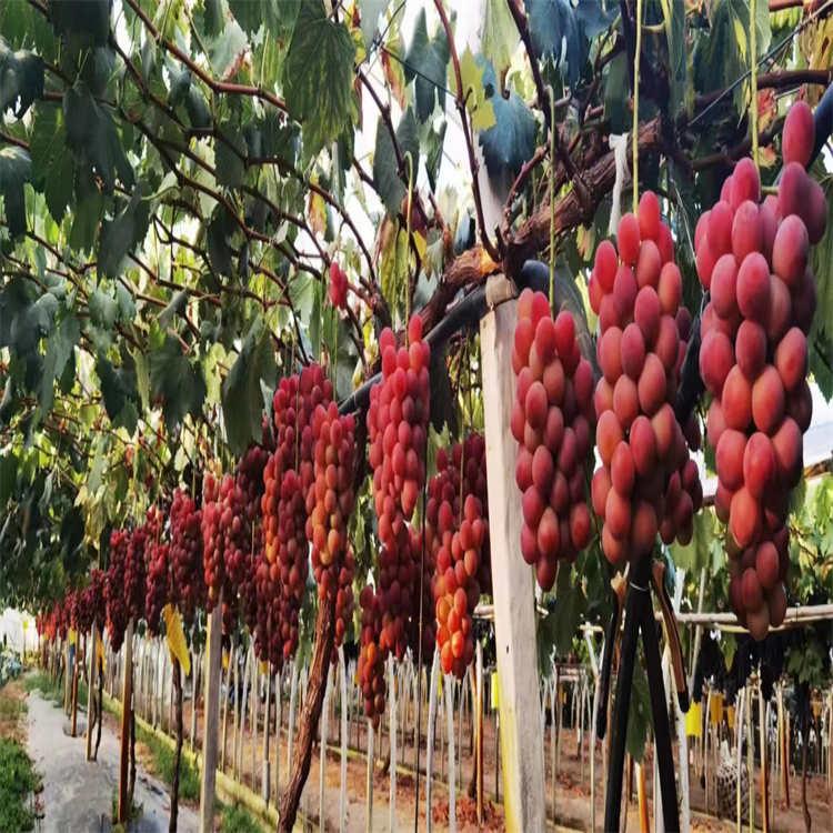 红玫瑰葡萄苗品种 现货供应