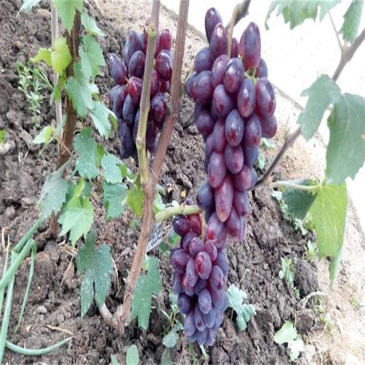 红提葡萄苗 包品种 包成活 产量高