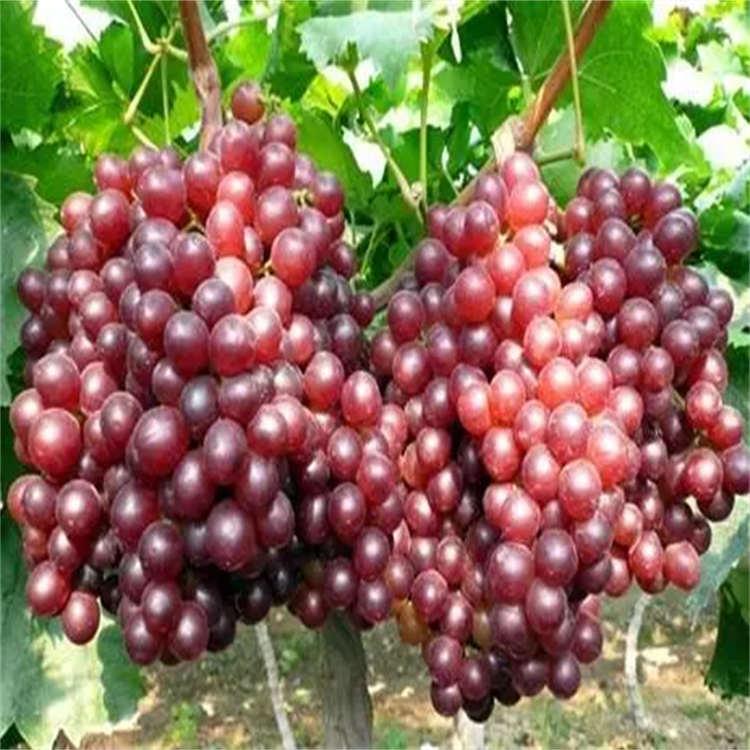 葡萄苗栽种基地 葡萄苗基地价格 产量高