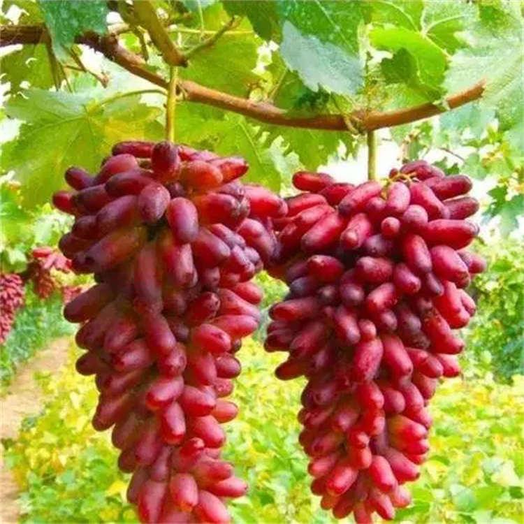 北京葡萄苗种植厂家批发