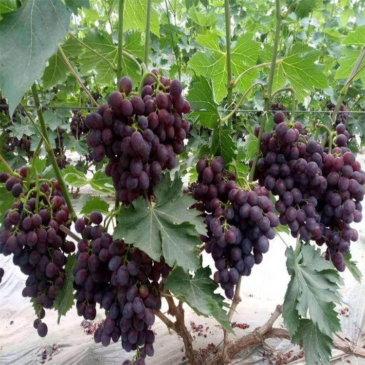 北京优质葡萄苗 葡萄苗基地批发 