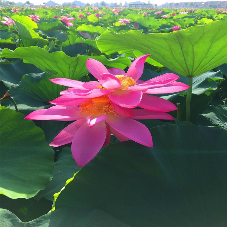 池塘荷花基地 绿化荷花苗 盆栽荷花苗