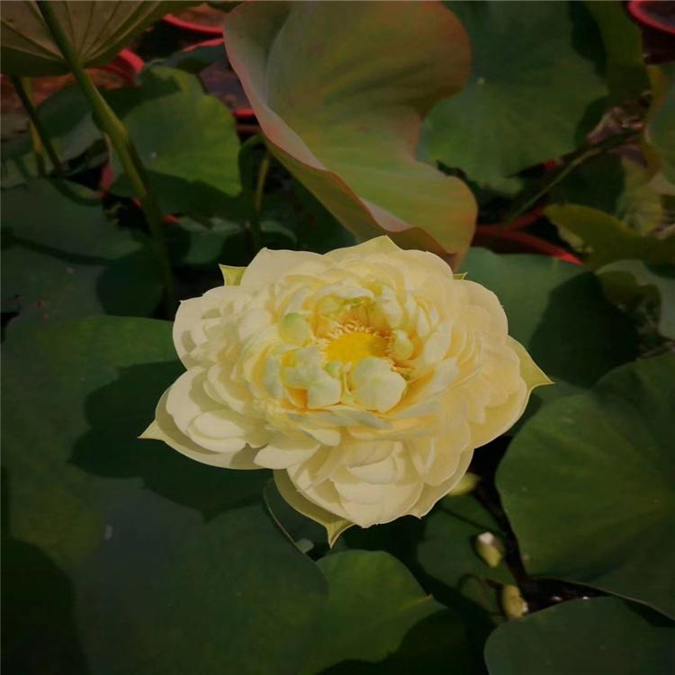 精品荷花 供应荷花苗 基地大量供应荷花苗