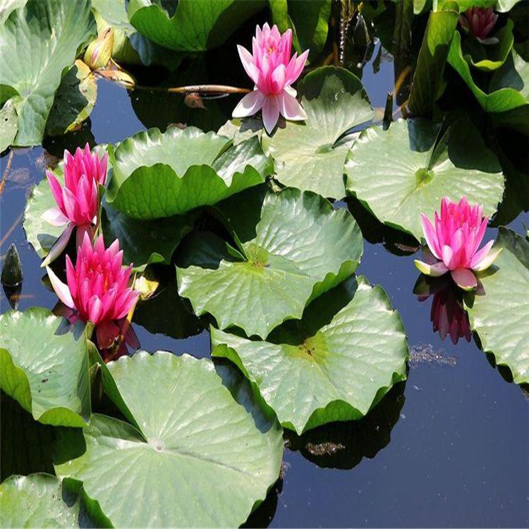 睡莲苗 水体绿化专用睡莲苗供应商 睡莲苗批发价格