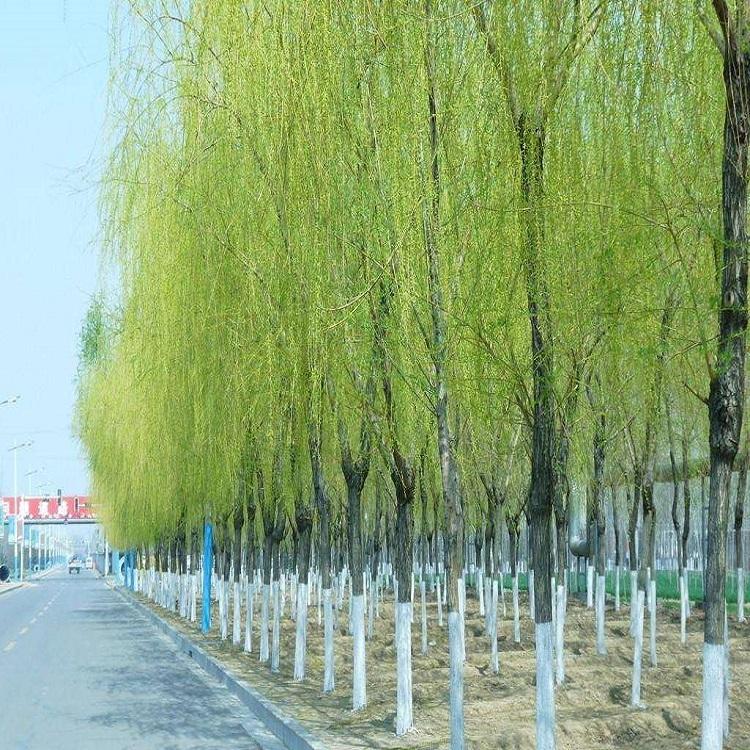  垂柳树工程绿化 园林绿化 地栽垂柳