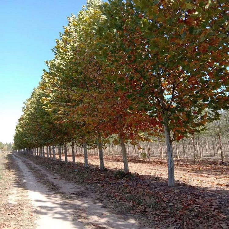 精品法桐树苗 法桐供应