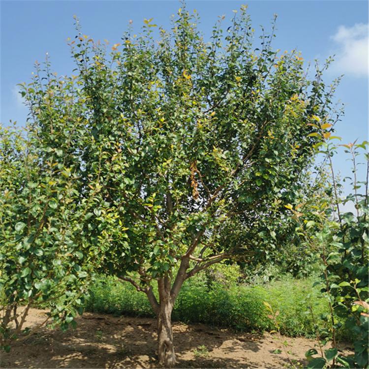 现货供应 八棱海棠价格 张家口 园林海棠树 绚丽海棠  苗木基地 厂家