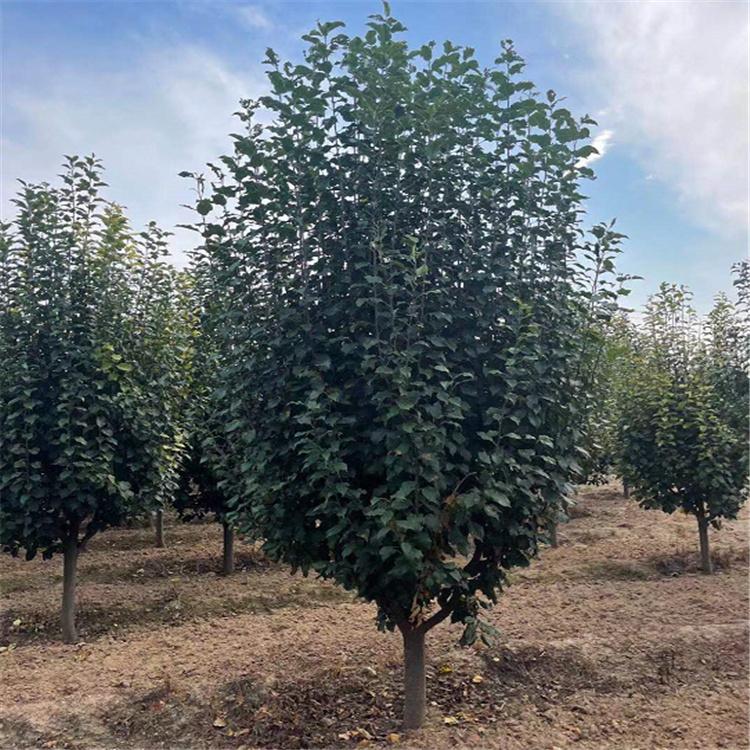 长期销售 八棱海棠树 绿化用海棠树 品质保证 规格齐全 欢迎洽谈